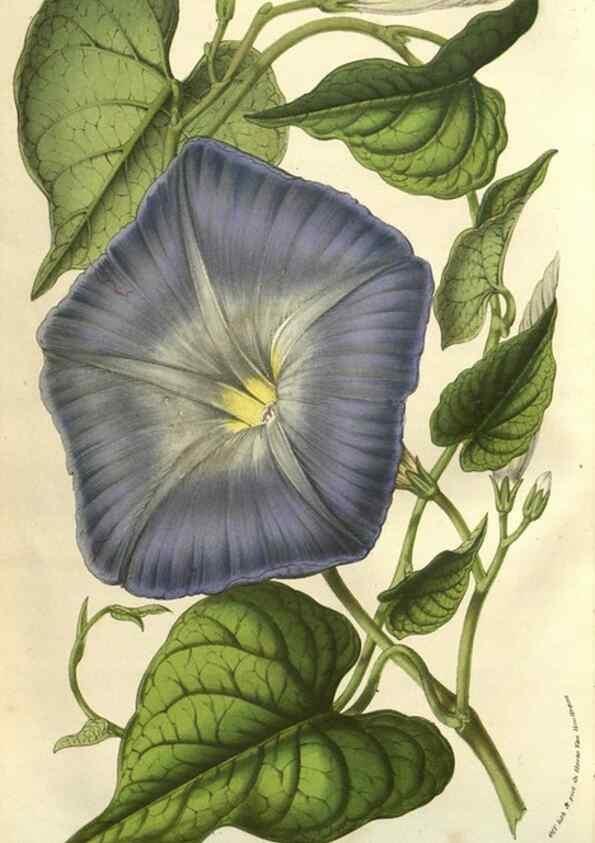 Reproducción/Reproduction 49583891156: Flore des serres et des jardins de l'Europe. A Gand :chez Louis van Houtte, eÌditeur,1845-1880.. 