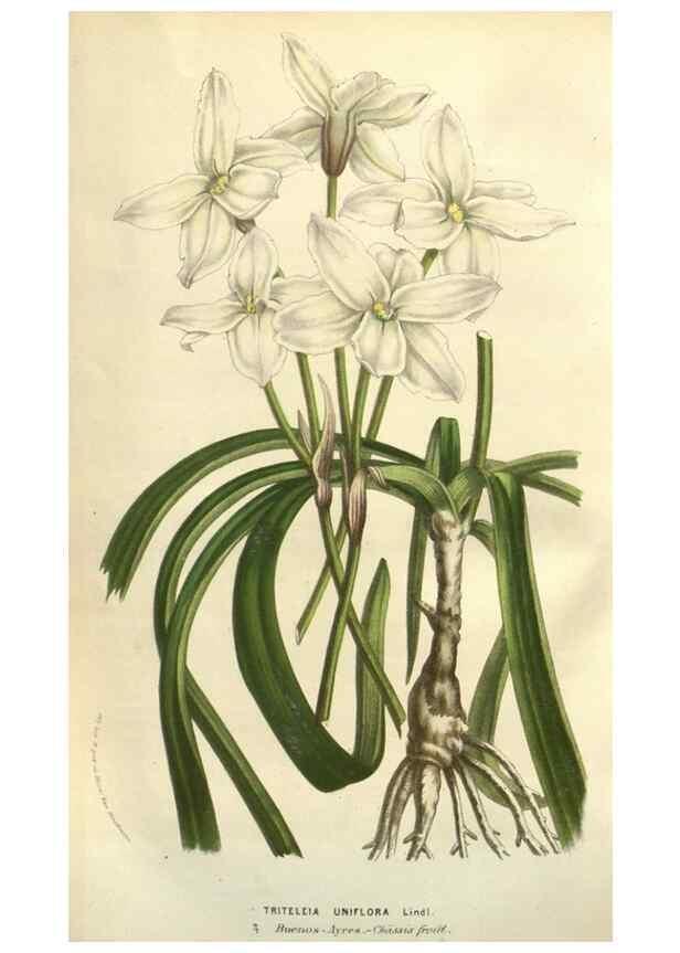 Reproducción/Reproduction 49583394478: Flore des serres et des jardins de l'Europe. A Gand :chez Louis van Houtte, eÌditeur,1845-1880.. 