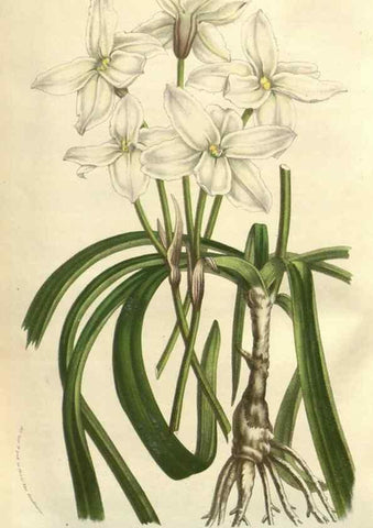Reproducción/Reproduction 49583394478: Flore des serres et des jardins de l'Europe. A Gand :chez Louis van Houtte, eÌditeur,1845-1880.. 