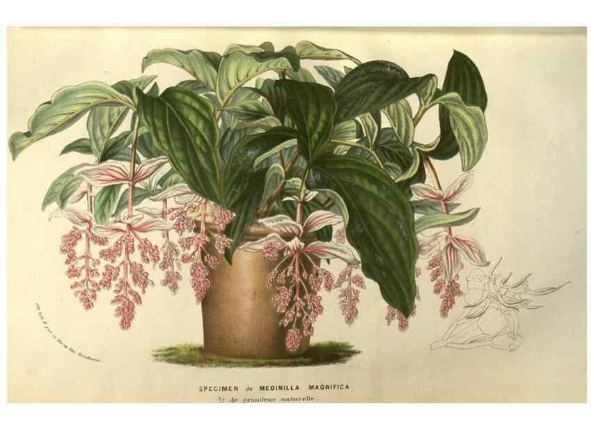 Reproducción/Reproduction 49584125722: Flore des serres et des jardins de l'Europe. A Gand :chez Louis van Houtte, eÌditeur,1845-1880.. 