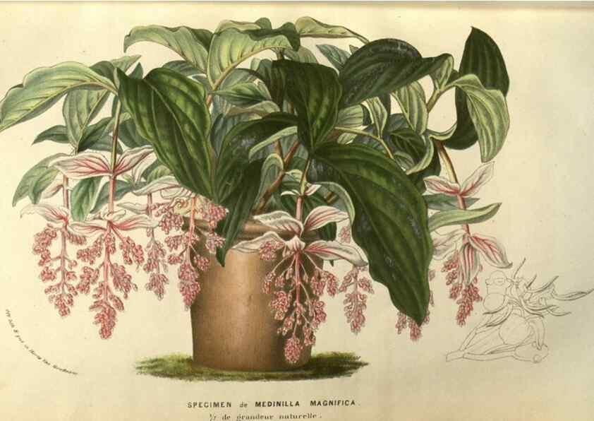Reproducción/Reproduction 49584125722: Flore des serres et des jardins de l'Europe. A Gand :chez Louis van Houtte, eÌditeur,1845-1880.. 