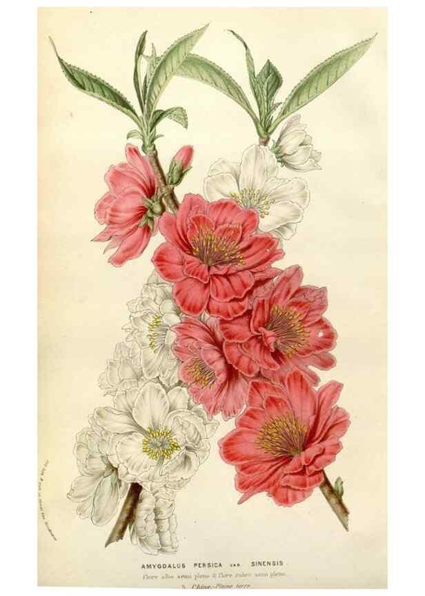 Reproducción/Reproduction 49584261637: Flore des serres et des jardins de l'Europe. A Gand :chez Louis van Houtte, eÌditeur,1845-1880.. 