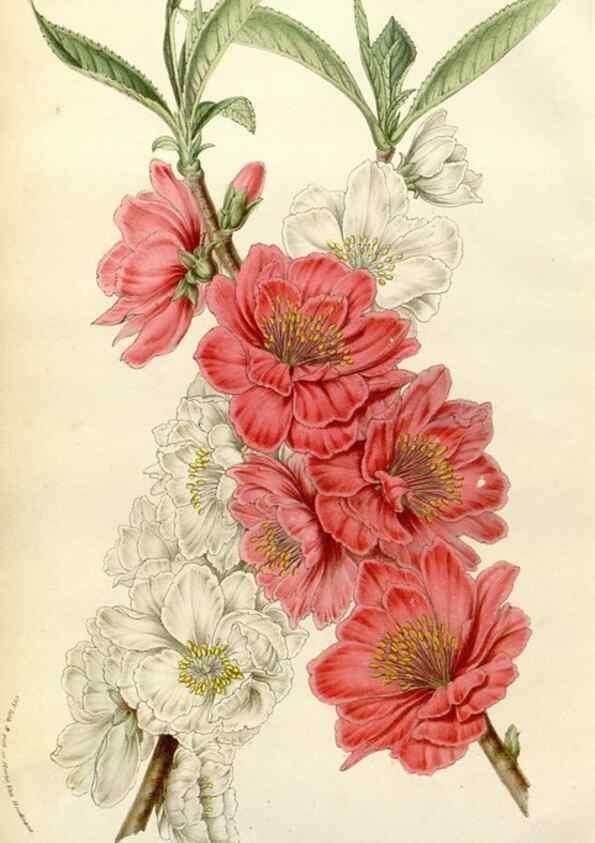 Reproducción/Reproduction 49584261637: Flore des serres et des jardins de l'Europe. A Gand :chez Louis van Houtte, eÌditeur,1845-1880.. 
