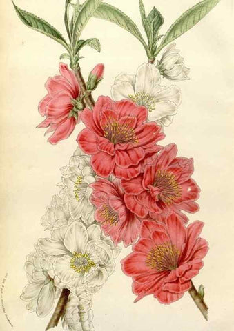 Reproducción/Reproduction 49584261637: Flore des serres et des jardins de l'Europe. A Gand :chez Louis van Houtte, eÌditeur,1845-1880.. 