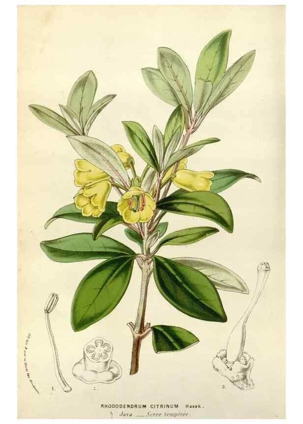 Reproducción/Reproduction 49583530593: Flore des serres et des jardins de l'Europe. A Gand :chez Louis van Houtte, eÌditeur,1845-1880.. 