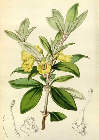 Reproducción/Reproduction 49583530593: Flore des serres et des jardins de l'Europe. A Gand :chez Louis van Houtte, eÌditeur,1845-1880.. 