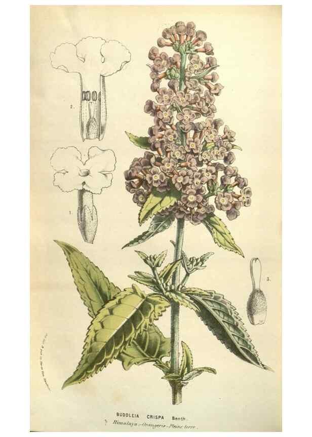 Reproducción/Reproduction 49584121722: Flore des serres et des jardins de l'Europe. A Gand :chez Louis van Houtte, eÌditeur,1845-1880.. 