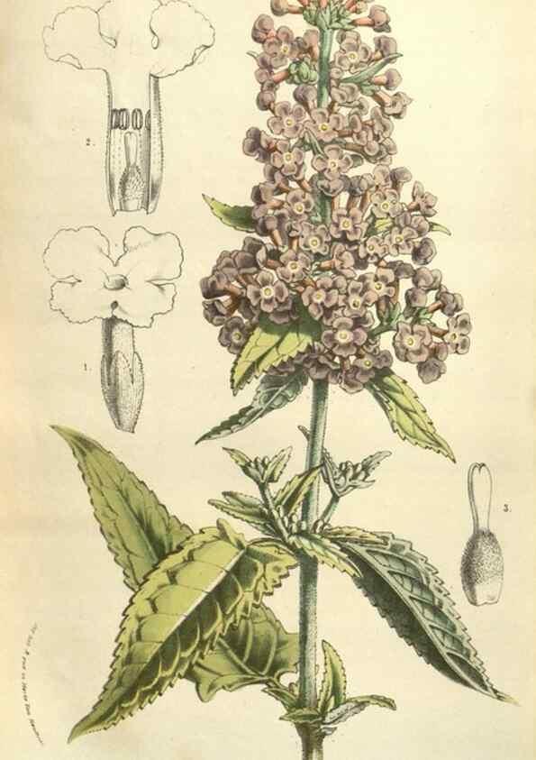 Reproducción/Reproduction 49584121722: Flore des serres et des jardins de l'Europe. A Gand :chez Louis van Houtte, eÌditeur,1845-1880.. 