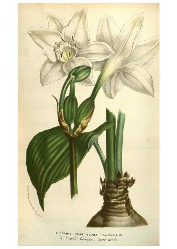 Reproducción/Reproduction 49583390258: Flore des serres et des jardins de l'Europe. A Gand :chez Louis van Houtte, eÌditeur,1845-1880.. 