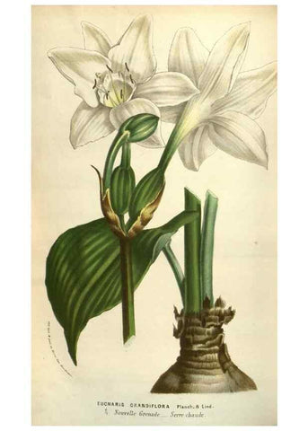 Reproducción/Reproduction 49583390258: Flore des serres et des jardins de l'Europe. A Gand :chez Louis van Houtte, eÌditeur,1845-1880.. 