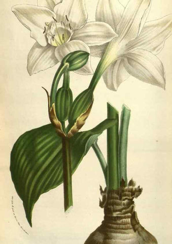 Reproducción/Reproduction 49583390258: Flore des serres et des jardins de l'Europe. A Gand :chez Louis van Houtte, eÌditeur,1845-1880.. 