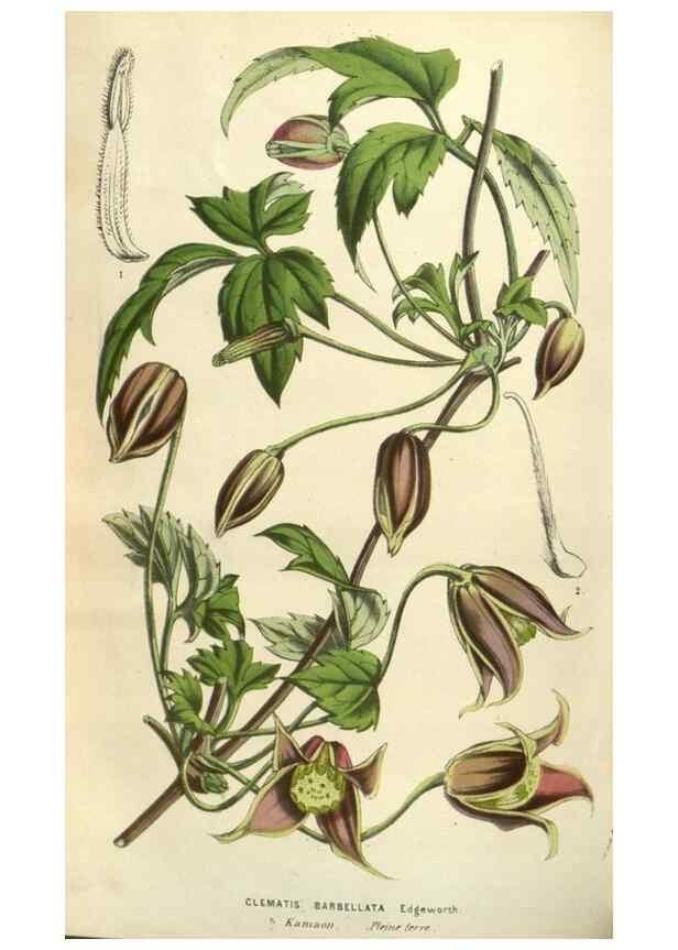 Reproducción/Reproduction 49583887226: Flore des serres et des jardins de l'Europe. A Gand :chez Louis van Houtte, eÌditeur,1845-1880.. 