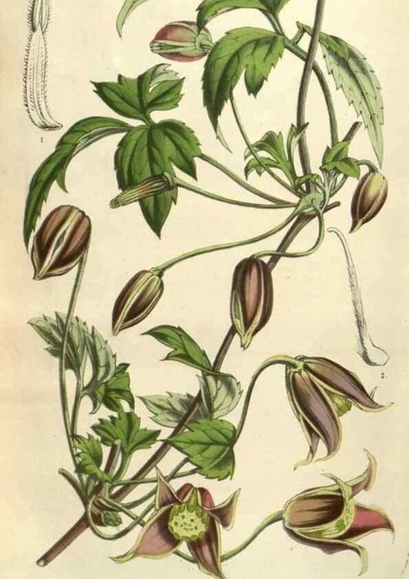 Reproducción/Reproduction 49583887226: Flore des serres et des jardins de l'Europe. A Gand :chez Louis van Houtte, eÌditeur,1845-1880.. 