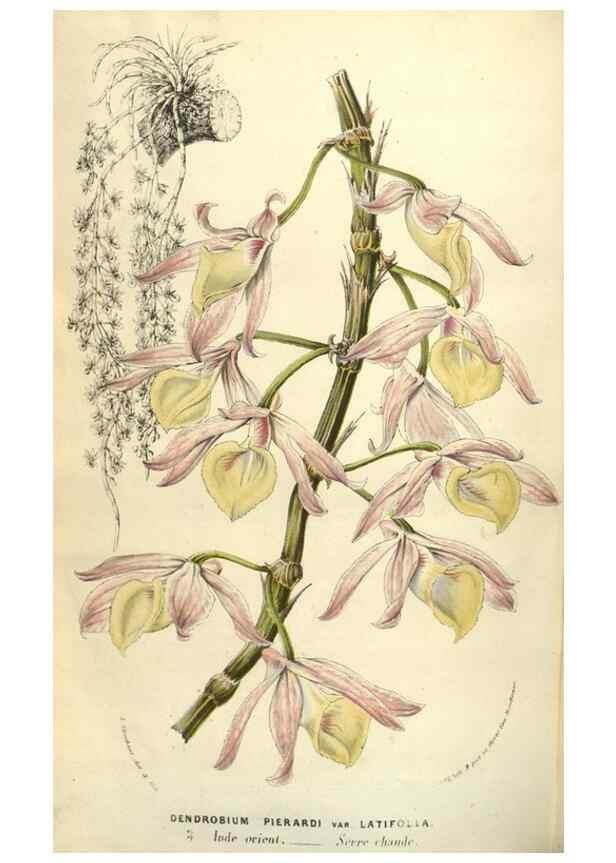 Reproducción/Reproduction 49584075872: Flore des serres et des jardins de l'Europe. A Gand :chez Louis van Houtte, eÌditeur,1845-1880.. 