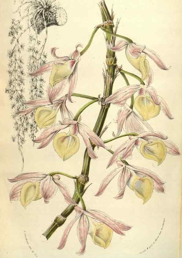 Reproducción/Reproduction 49584075872: Flore des serres et des jardins de l'Europe. A Gand :chez Louis van Houtte, eÌditeur,1845-1880.. 