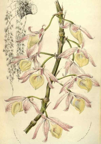 Reproducción/Reproduction 49584075872: Flore des serres et des jardins de l'Europe. A Gand :chez Louis van Houtte, eÌditeur,1845-1880.. 