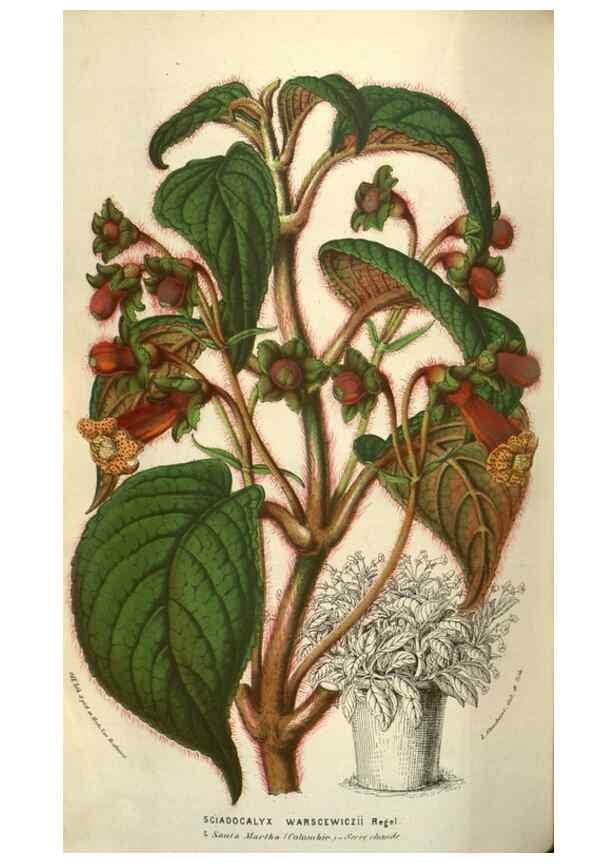 Reproducción/Reproduction 49583338548: Flore des serres et des jardins de l'Europe. A Gand :chez Louis van Houtte, eÌditeur,1845-1880.. 