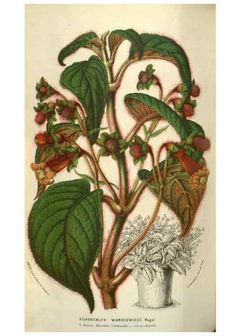 Reproducción/Reproduction 49583338548: Flore des serres et des jardins de l'Europe. A Gand :chez Louis van Houtte, eÌditeur,1845-1880.. 