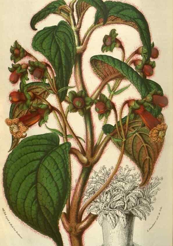Reproducción/Reproduction 49583338548: Flore des serres et des jardins de l'Europe. A Gand :chez Louis van Houtte, eÌditeur,1845-1880.. 