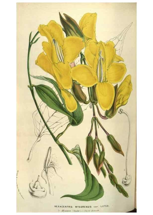 Reproducción/Reproduction 49583338853: Flore des serres et des jardins de l'Europe. A Gand :chez Louis van Houtte, eÌditeur,1845-1880.. 