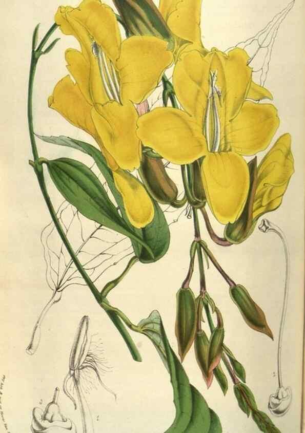 Reproducción/Reproduction 49583338853: Flore des serres et des jardins de l'Europe. A Gand :chez Louis van Houtte, eÌditeur,1845-1880.. 