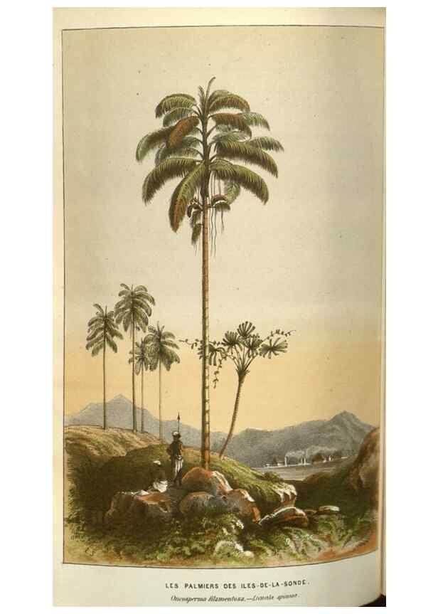 Reproducción/Reproduction 49583339273: Flore des serres et des jardins de l'Europe. A Gand :chez Louis van Houtte, eÌditeur,1845-1880.. 