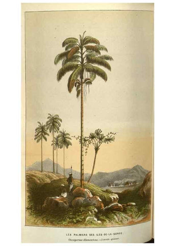 Reproducción/Reproduction 49583339273: Flore des serres et des jardins de l'Europe. A Gand :chez Louis van Houtte, eÌditeur,1845-1880.. 