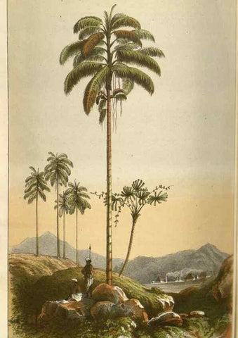 Reproducción/Reproduction 49583339273: Flore des serres et des jardins de l'Europe. A Gand :chez Louis van Houtte, eÌditeur,1845-1880.. 