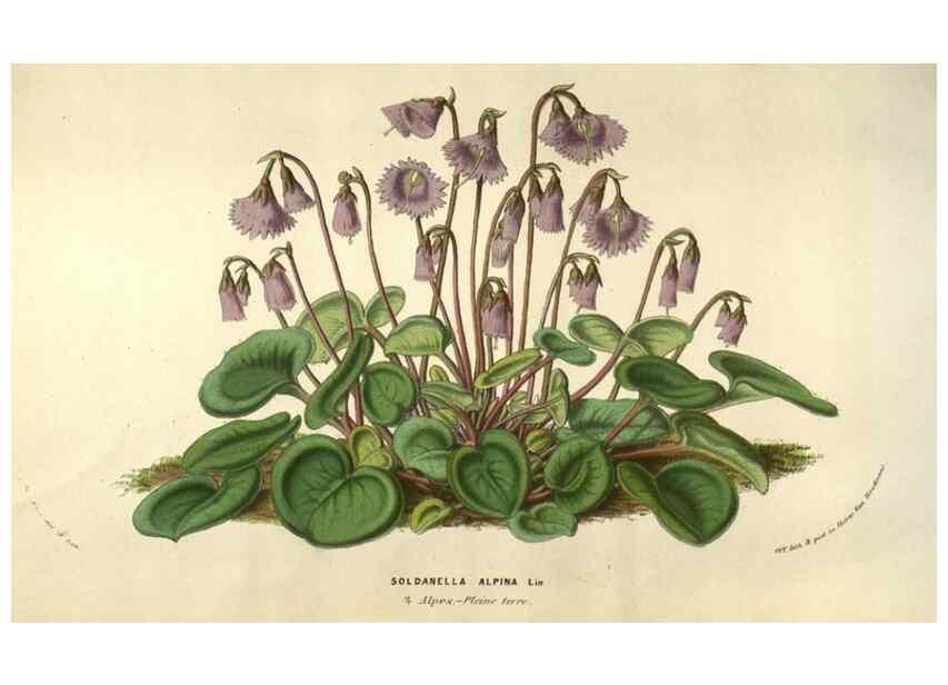 Reproducción/Reproduction 49583838571: Flore des serres et des jardins de l'Europe. A Gand :chez Louis van Houtte, eÌditeur,1845-1880.. 