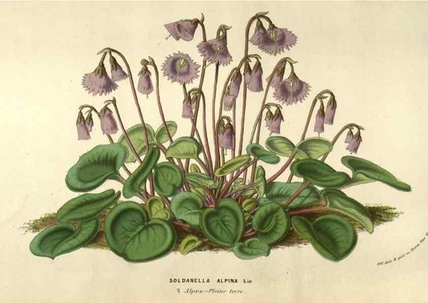 Reproducción/Reproduction 49583838571: Flore des serres et des jardins de l'Europe. A Gand :chez Louis van Houtte, eÌditeur,1845-1880.. 