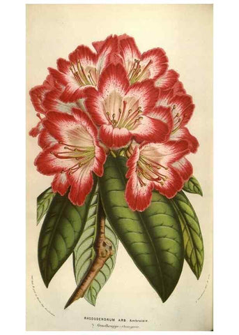 Reproducción/Reproduction 49584072332: Flore des serres et des jardins de l'Europe. A Gand :chez Louis van Houtte, eÌditeur,1845-1880.. 