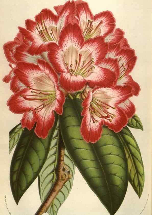 Reproducción/Reproduction 49584072332: Flore des serres et des jardins de l'Europe. A Gand :chez Louis van Houtte, eÌditeur,1845-1880.. 