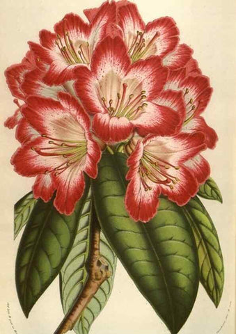 Reproducción/Reproduction 49584072332: Flore des serres et des jardins de l'Europe. A Gand :chez Louis van Houtte, eÌditeur,1845-1880.. 