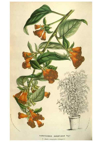 Reproducción/Reproduction 49583340128: Flore des serres et des jardins de l'Europe. A Gand :chez Louis van Houtte, eÌditeur,1845-1880.. 