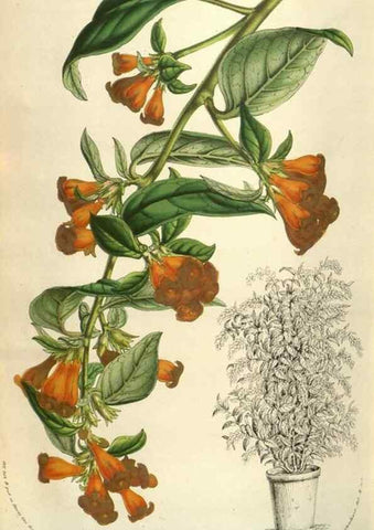 Reproducción/Reproduction 49583340128: Flore des serres et des jardins de l'Europe. A Gand :chez Louis van Houtte, eÌditeur,1845-1880.. 