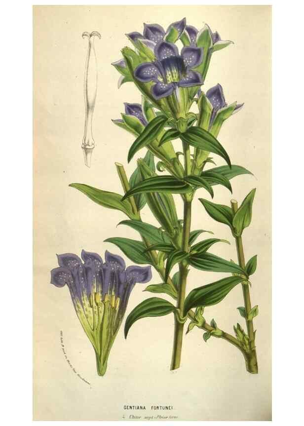Reproducción/Reproduction 49584072957: Flore des serres et des jardins de l'Europe. A Gand :chez Louis van Houtte, eÌditeur,1845-1880.. 