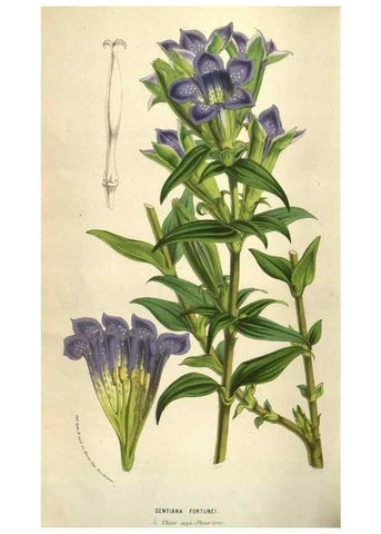 Reproducción/Reproduction 49584072957: Flore des serres et des jardins de l'Europe. A Gand :chez Louis van Houtte, eÌditeur,1845-1880.. 