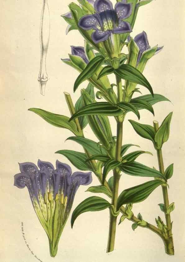 Reproducción/Reproduction 49584072957: Flore des serres et des jardins de l'Europe. A Gand :chez Louis van Houtte, eÌditeur,1845-1880.. 