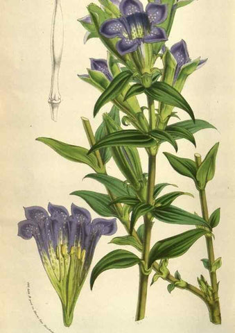 Reproducción/Reproduction 49584072957: Flore des serres et des jardins de l'Europe. A Gand :chez Louis van Houtte, eÌditeur,1845-1880.. 