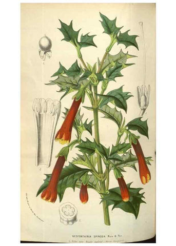 Reproducción/Reproduction 49584070612: Flore des serres et des jardins de l'Europe. A Gand :chez Louis van Houtte, eÌditeur,1845-1880.. 