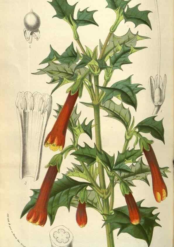 Reproducción/Reproduction 49584070612: Flore des serres et des jardins de l'Europe. A Gand :chez Louis van Houtte, eÌditeur,1845-1880.. 