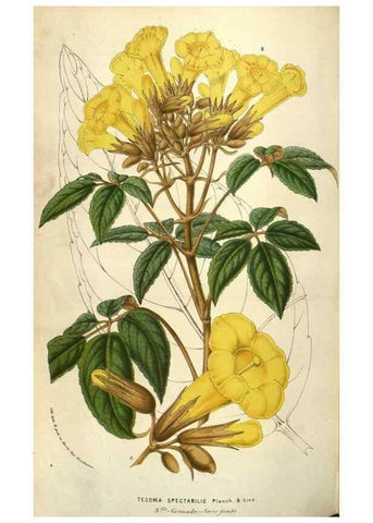 Reproducción/Reproduction 49583340778: Flore des serres et des jardins de l'Europe. A Gand :chez Louis van Houtte, eÌditeur,1845-1880.. 