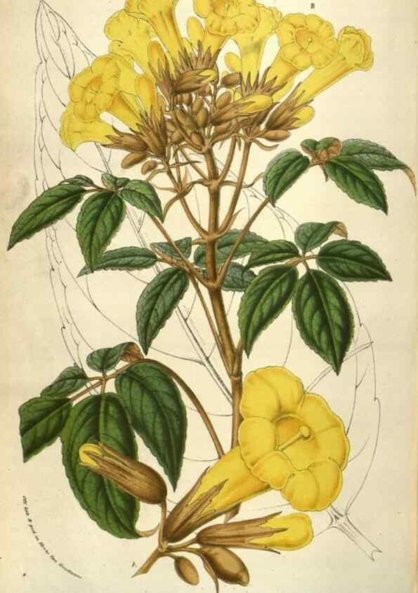 Reproducción/Reproduction 49583340778: Flore des serres et des jardins de l'Europe. A Gand :chez Louis van Houtte, eÌditeur,1845-1880.. 