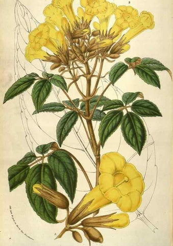 Reproducción/Reproduction 49583340778: Flore des serres et des jardins de l'Europe. A Gand :chez Louis van Houtte, eÌditeur,1845-1880.. 