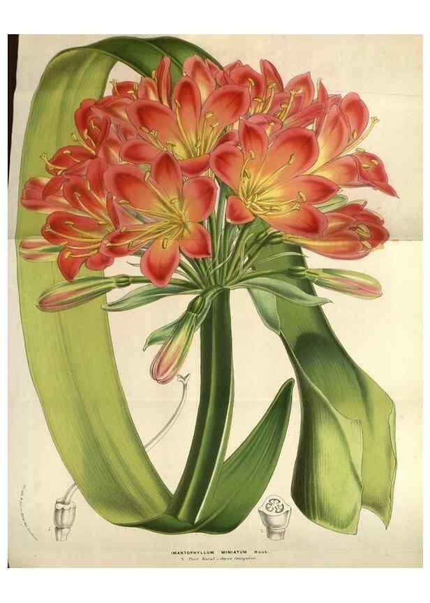 Reproducción/Reproduction 49583840461: Flore des serres et des jardins de l'Europe. A Gand :chez Louis van Houtte, eÌditeur,1845-1880.. 