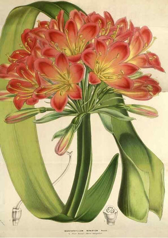 Reproducción/Reproduction 49583840461: Flore des serres et des jardins de l'Europe. A Gand :chez Louis van Houtte, eÌditeur,1845-1880.. 