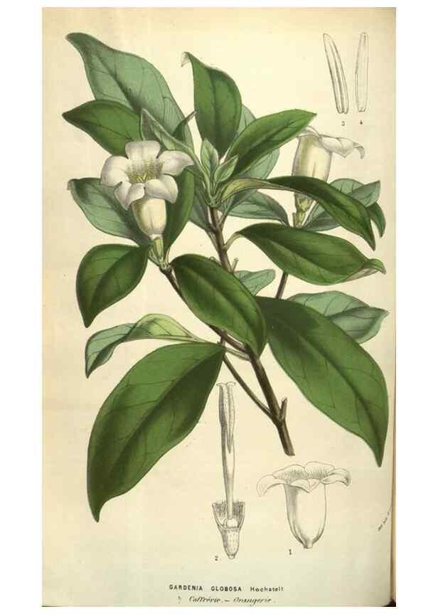 Reproducción/Reproduction 49583841006: Flore des serres et des jardins de l'Europe. A Gand :chez Louis van Houtte, eÌditeur,1845-1880.. 