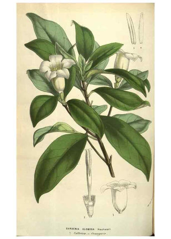Reproducción/Reproduction 49583841006: Flore des serres et des jardins de l'Europe. A Gand :chez Louis van Houtte, eÌditeur,1845-1880.. 