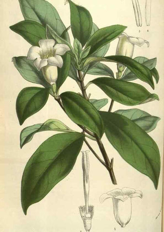 Reproducción/Reproduction 49583841006: Flore des serres et des jardins de l'Europe. A Gand :chez Louis van Houtte, eÌditeur,1845-1880.. 