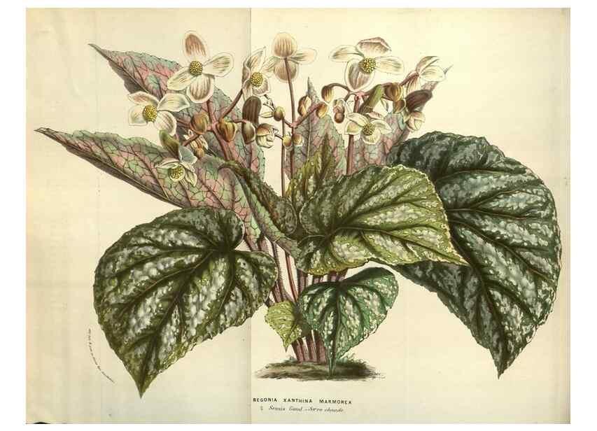 Reproducción/Reproduction 49583342223: Flore des serres et des jardins de l'Europe. A Gand :chez Louis van Houtte, eÌditeur,1845-1880.. 